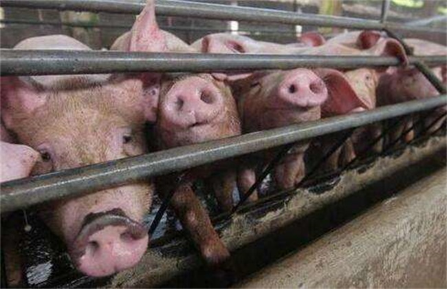 猪场降低饲料霉变的措施