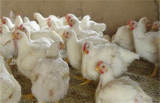 冬季肉鸡腹水病的防治措施