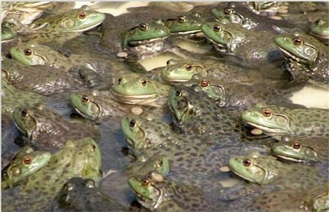牛蛙养殖注意事项