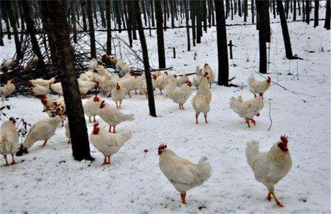 冬季蛋鸡保羽措施
