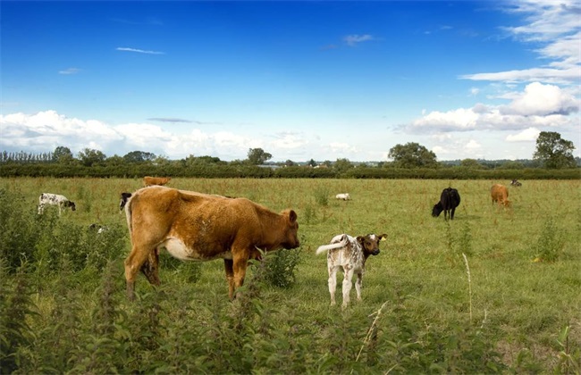 育成牛放牧饲养技术