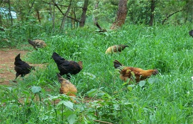 生态养鸡有什么优势