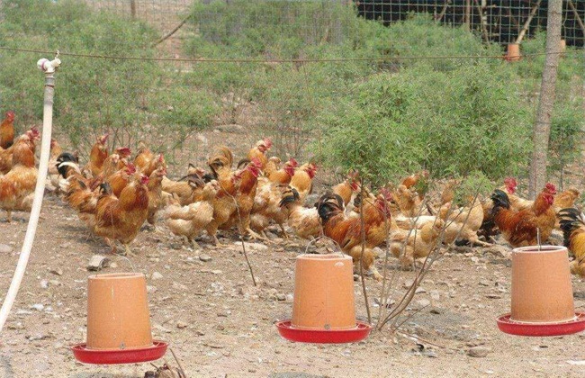 生态养鸡 有什么优势