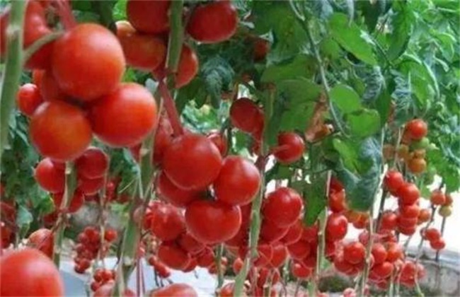 西红柿常见整枝方式