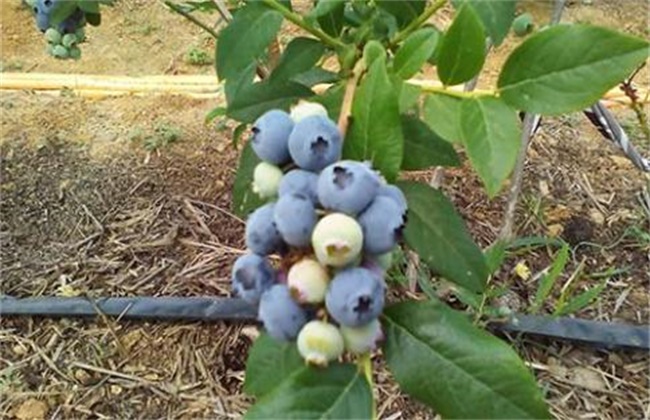 蓝莓蛴螬的防治方法