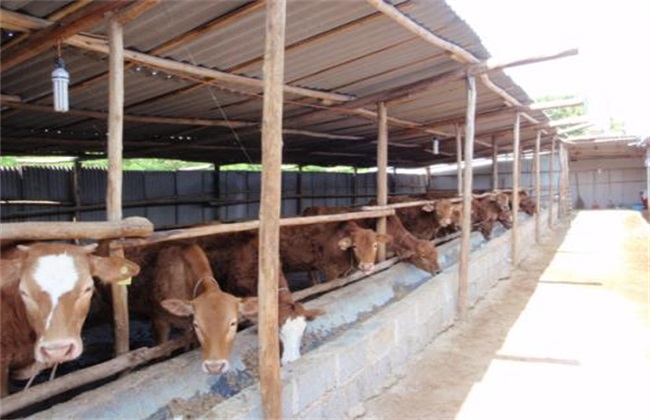 养牛场 环境卫生 管理工作