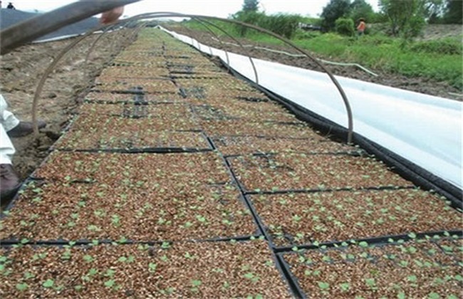 早春番茄育苗技术