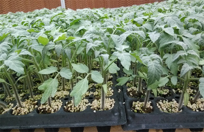 早春番茄 育苗技术