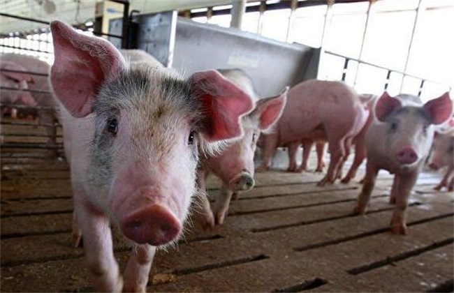 非洲猪瘟后复养如何消毒
