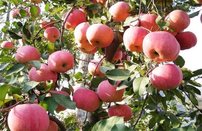 影响苹果 果实着色 因素