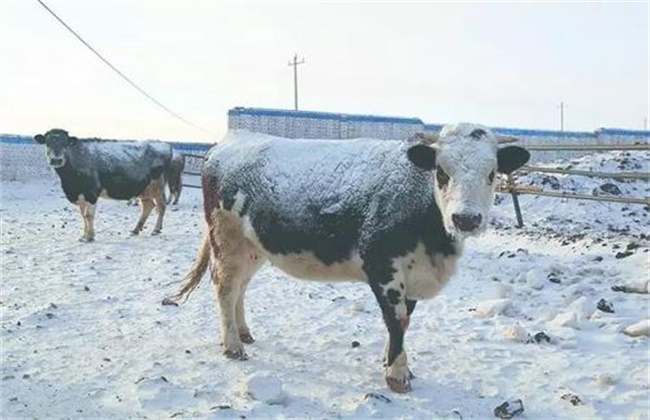 冬季养牛如何防止掉膘