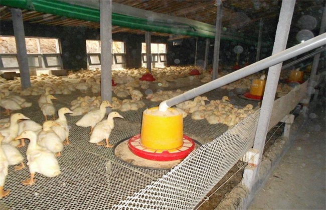 影响 蛋鸭产蛋率 因素