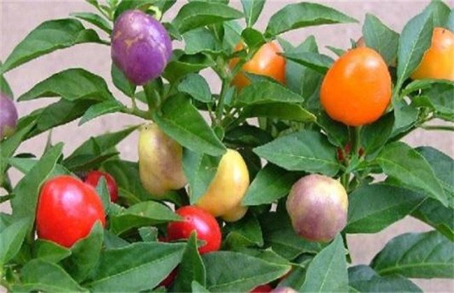 五彩椒的施肥方法