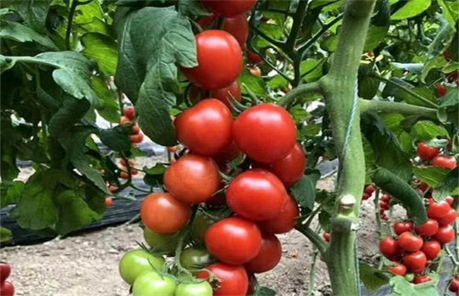 番茄摘叶的误区
