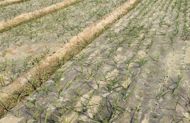小麦缺苗断垄如何补救