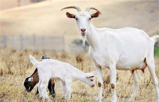 肉羊四季放牧管理及注意事项