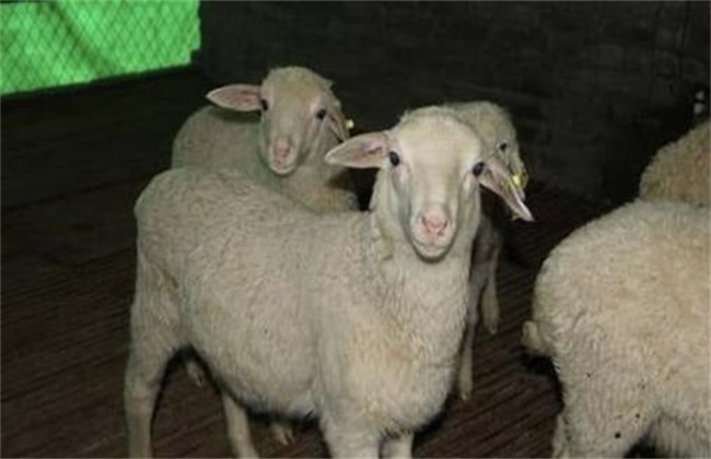 绵羊冬季脱毛原因及防治方法
