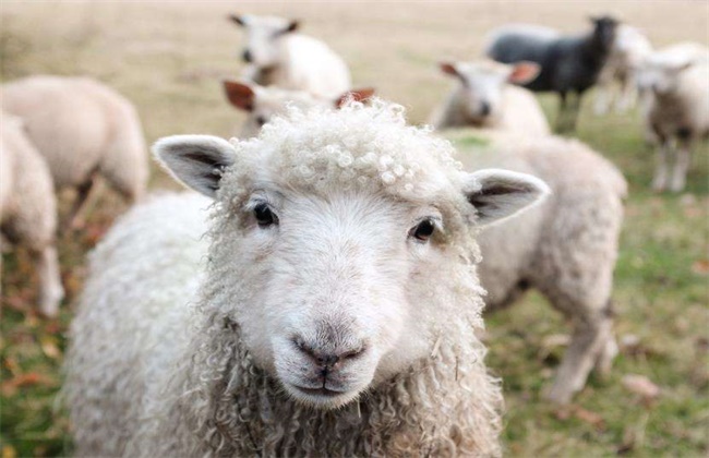 绵羊冬季脱毛原因及防治方法