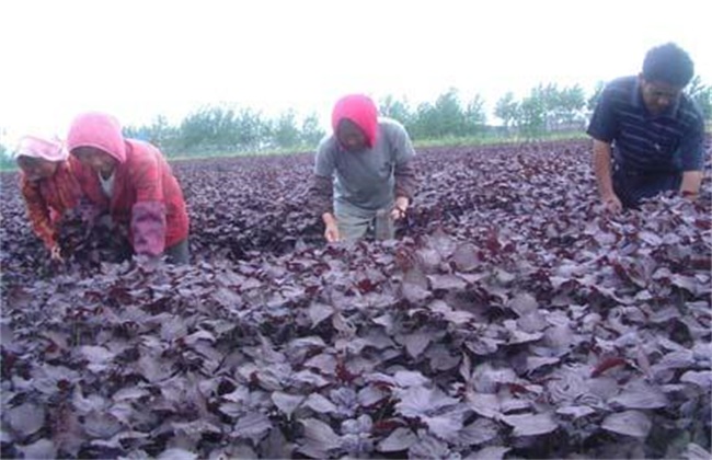 紫苏高产种植技术