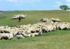肉羊四季放牧管理及注意事项