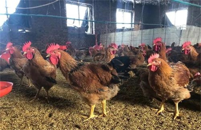 鸡群免疫力下降是什么原因