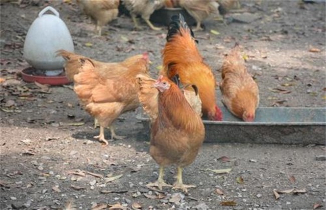 养鸡 常见错误用药方式