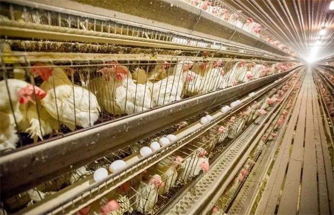 如何防止 蛋鸡过早开产