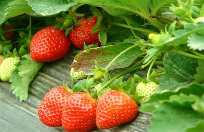 草莓膨果期 管理技术
