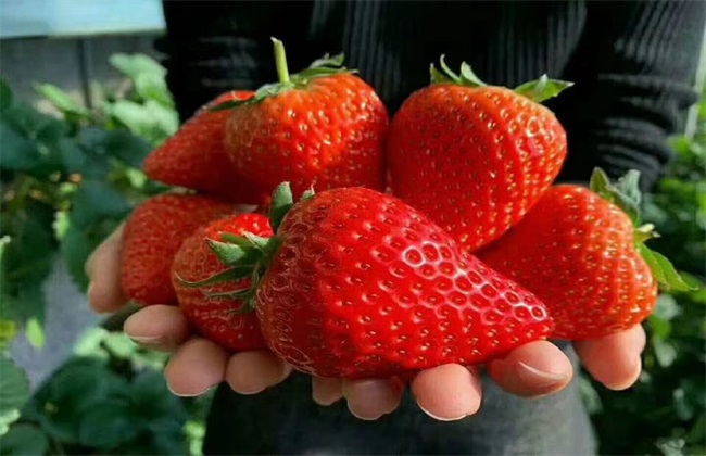 草莓膨果期 管理技术