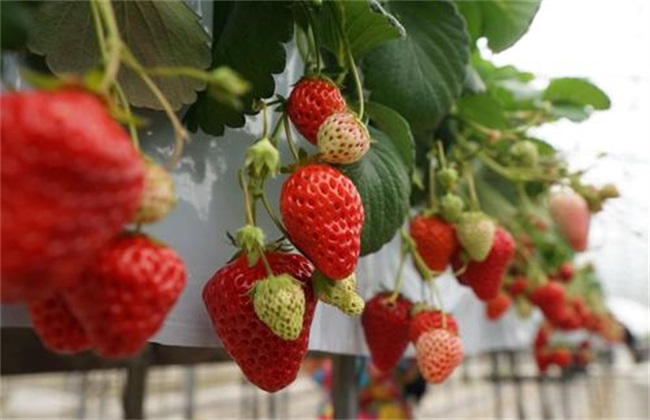草莓膨果期 需补充的营养