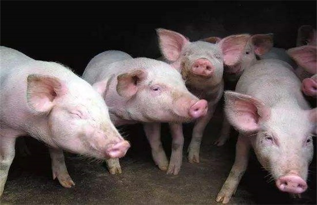 猪饲料配制 常见5大误区