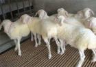 科学养羊的5大方法
