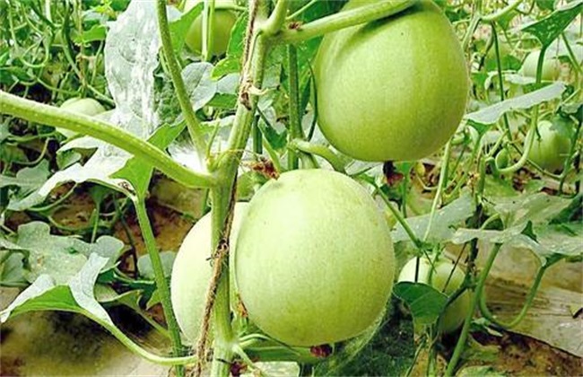 甜瓜高产种植技术