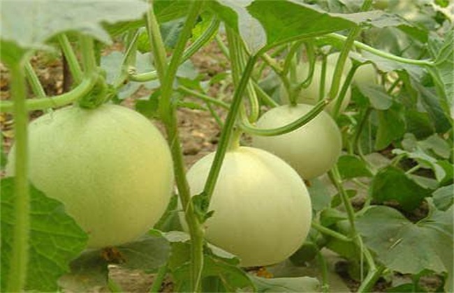 甜瓜高产种植技术