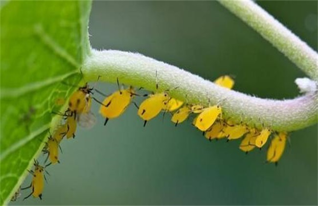 蔬菜蚜虫无公害防治技术