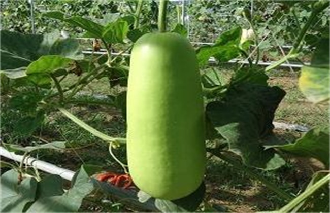 蒲瓜的种植技术