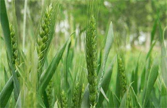 影响小麦高产的因素