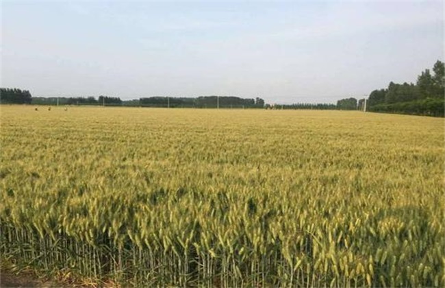 影响 小麦高产 因素