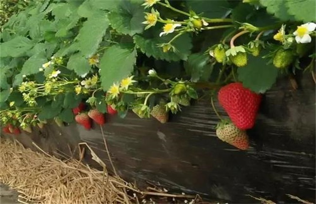 草莓歇秧原因及解决方法