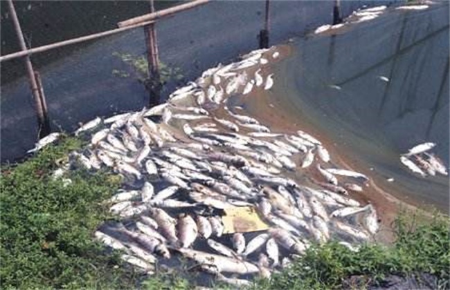 鱼种越冬死亡原因及管理措施
