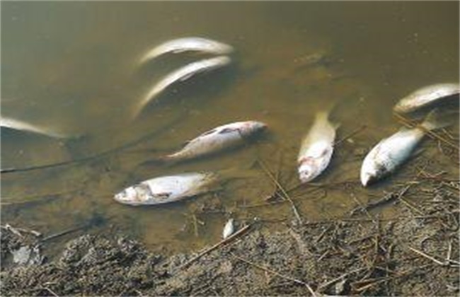 鱼种越冬死亡原因及管理措施