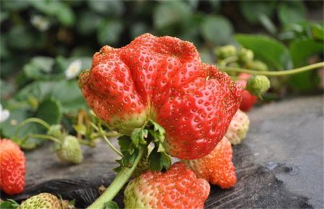 影响草莓果实膨大的五大因素