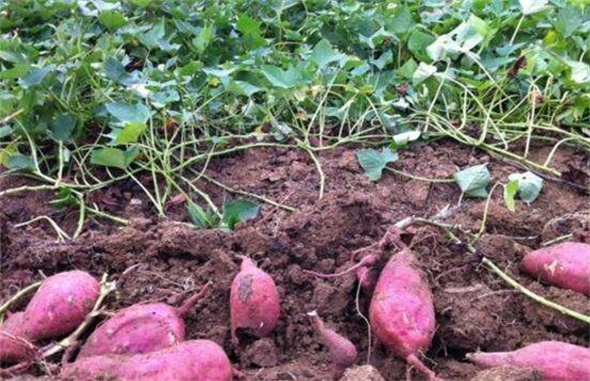红薯后期如何施肥