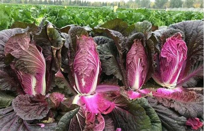 紫白菜怎么种植