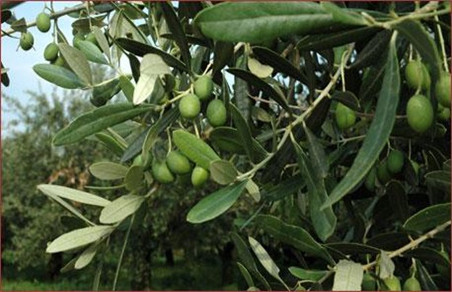 橄榄种植条件