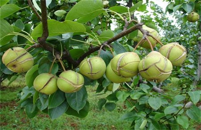 梨树裂果是什么原因