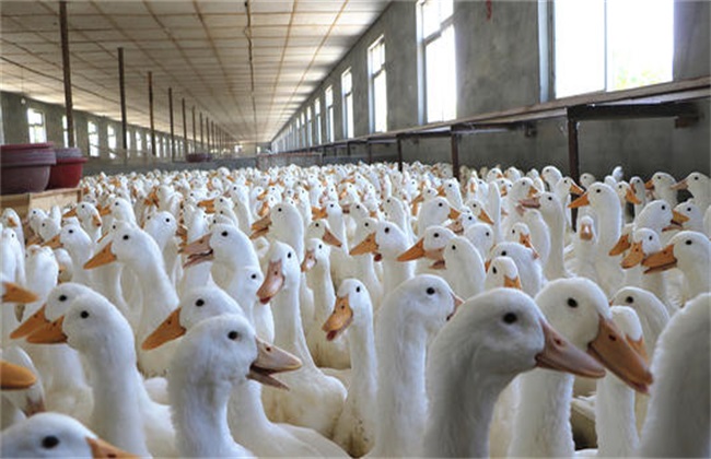 种鸭的养殖管理