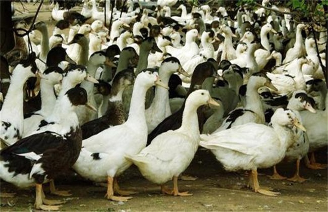 种鸭的养殖管理