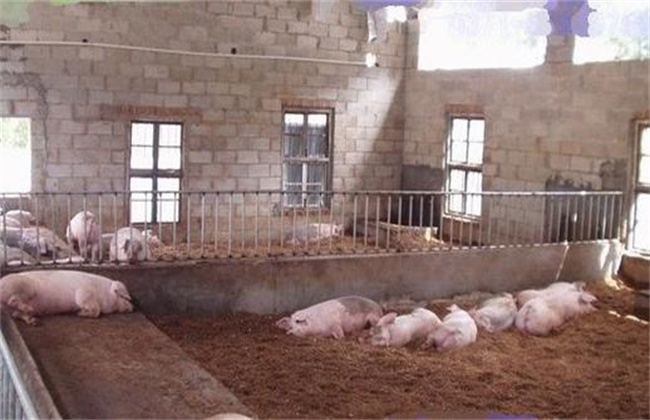 发酵床冬季养猪注意事项