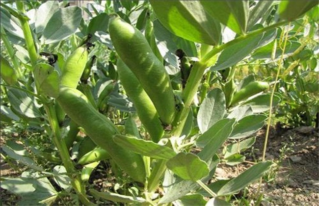 蚕豆 产量低 原因